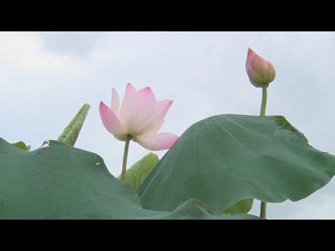 白河蓮花季登場 8月前花開正美綻風華 - 台南旅遊 - 台灣新聞