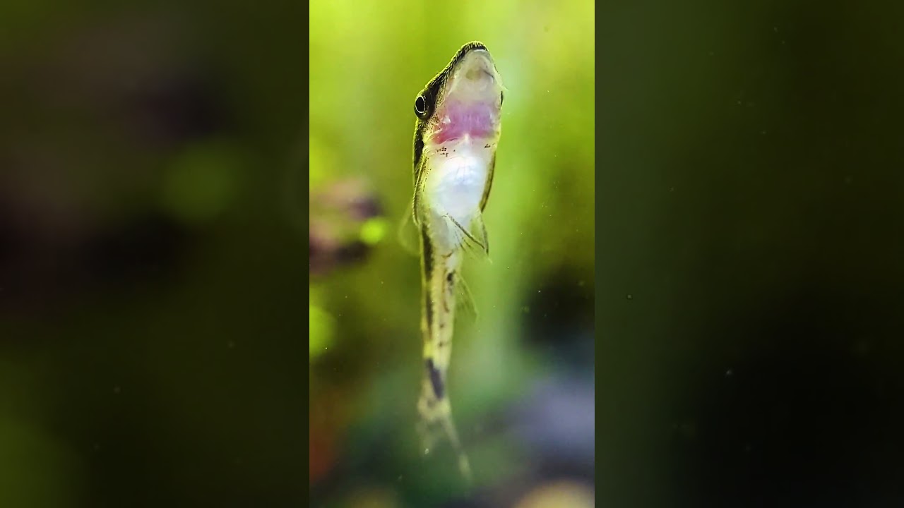 Meet Otto, My DRAMATIC Otocinclus Catfish!