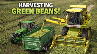 Green Beans Harvesting in Farming Simulator 25 | Realistic Farming Gameplay with Modern Harvester screenshot 5