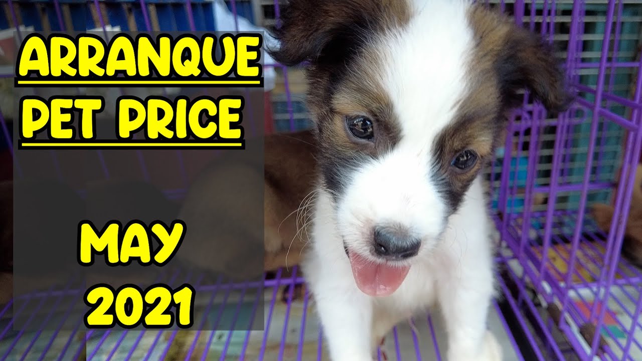 ARRANQUE MARKET Pet Price MAY 2021 UPDATE YouTube