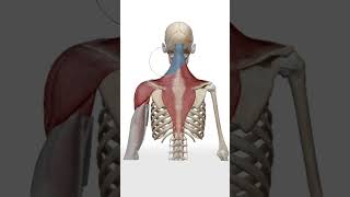 Mistake When Drawing Neck - Quick Art Tips #art #sketch #shorts #tutorial #drawingtutorial #anime