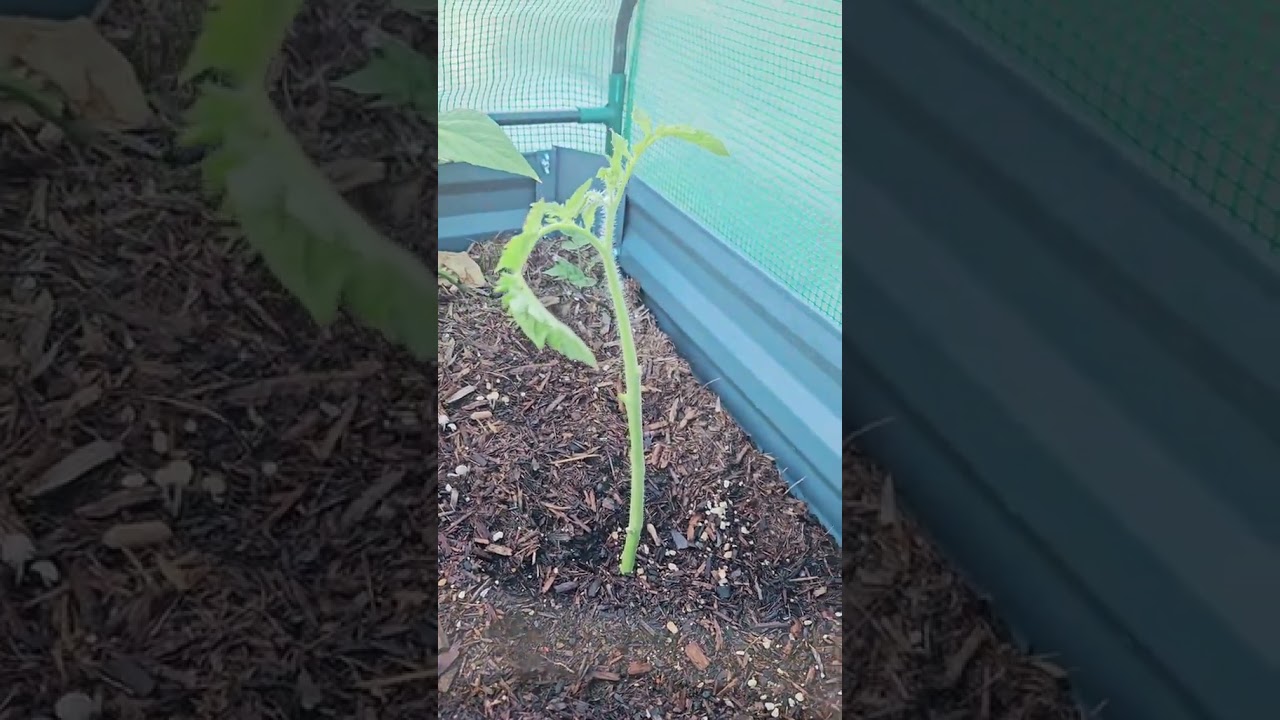 How to Propagate Tomatoes | Free Tomato Plants from Tomato Suckers | 