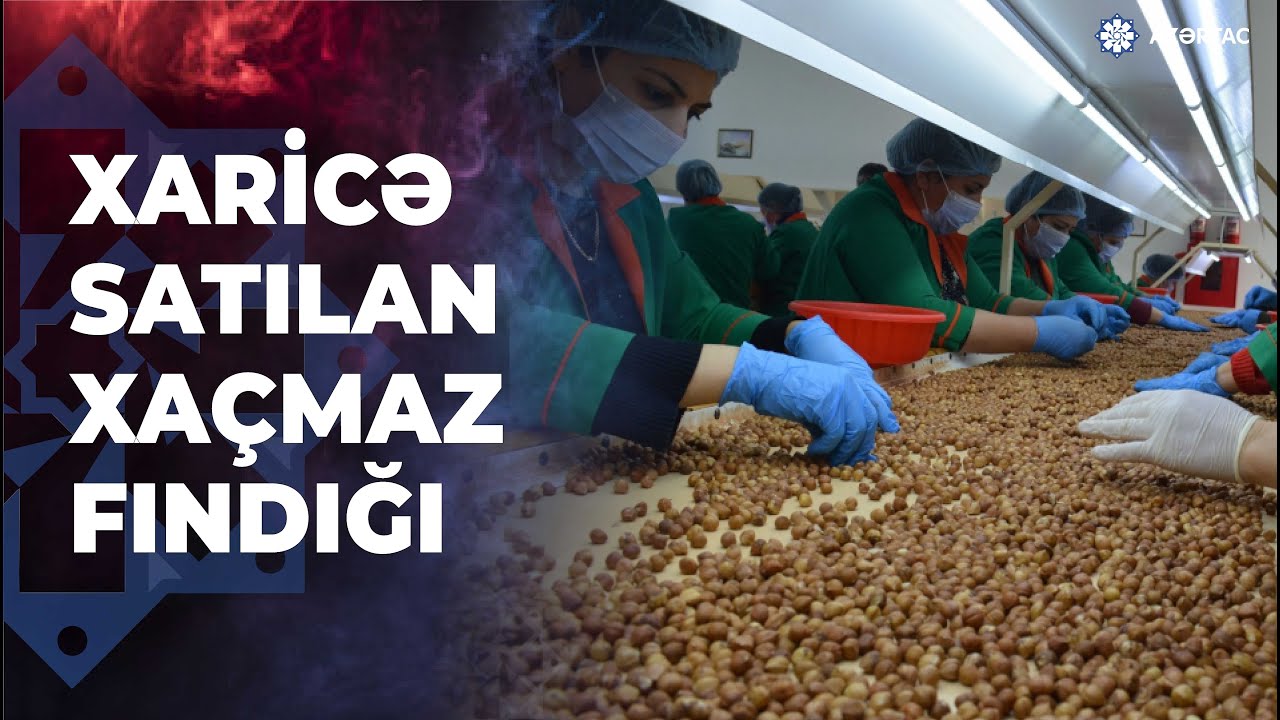 Xaçmazda emal olunan fındıq məhsullarının 90 faizi xarici bazara göndərilir