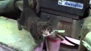 Landfill kitty