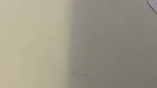 IMG 0487