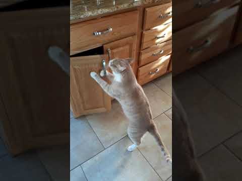 cat opens cabinets