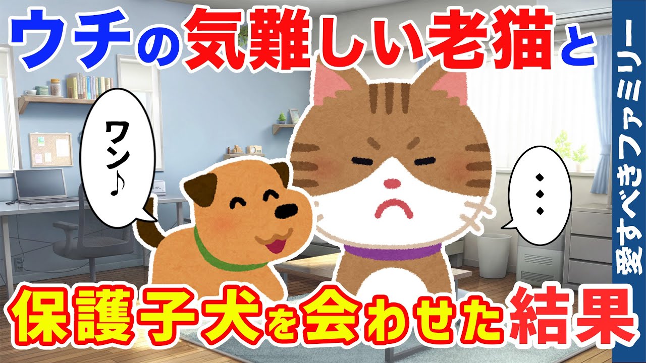 【ほっこりする話】道端で保護した子犬とウチの無愛想な老猫を会わせた結果【感動する話】