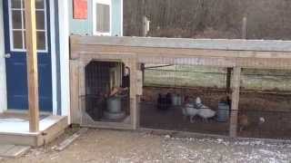 chicken inn coop chick