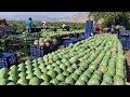 How to Harvest Mango fruit and Processing - Awesome Mango Juice Processing - Mango Farm