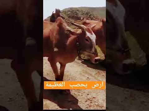 تعرف على أرض يحصب الخصبة في يريم
