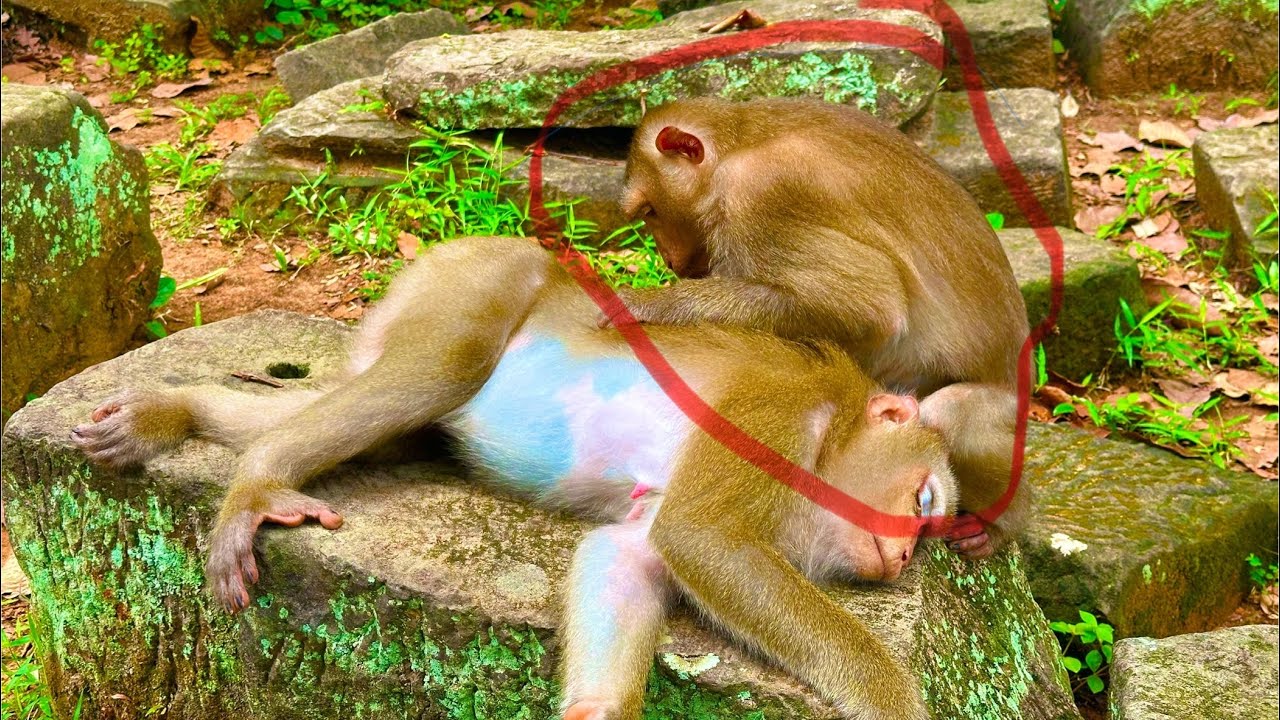 The Most Heartwarming Monkey Rescue Story