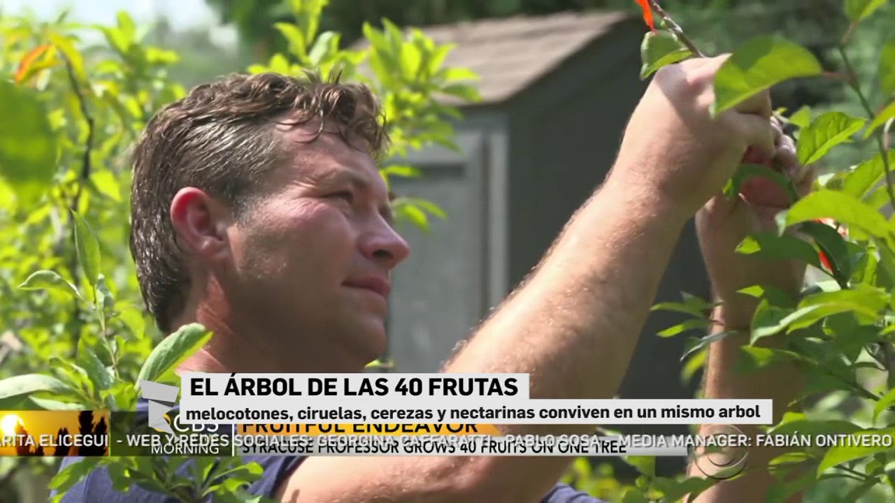 El árbol de las 40 frutas