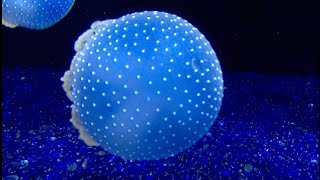 iPhone 6s Plus slowmo lowlight test - Lisboa Oceanario