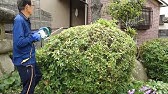 ヒラドツツジの剪定 両手刈込鋏で刈込み Youtube