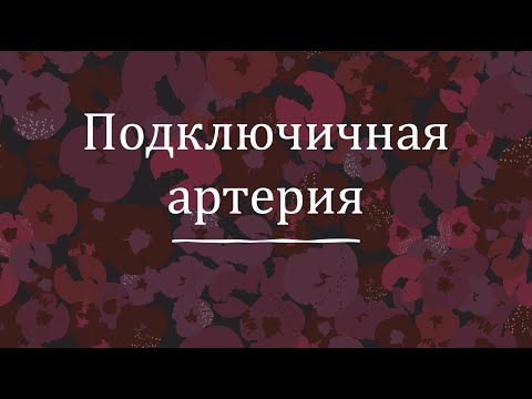Подключичная артерия - анатомия сердечно-сосудистой системы (ССС)