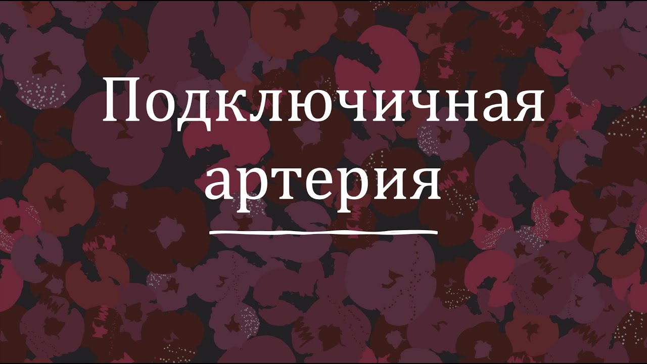 Подключичная артерия - анатомия сердечно-сосудистой системы (ССС)