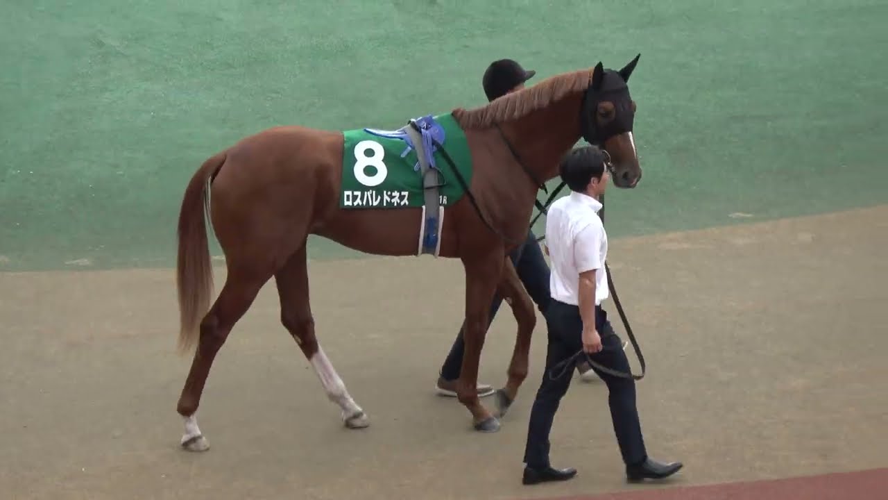 ノリタケ　競走馬跳馬 Sapporo 2-Year-Old Stakes 2025] All horses in the paddock on