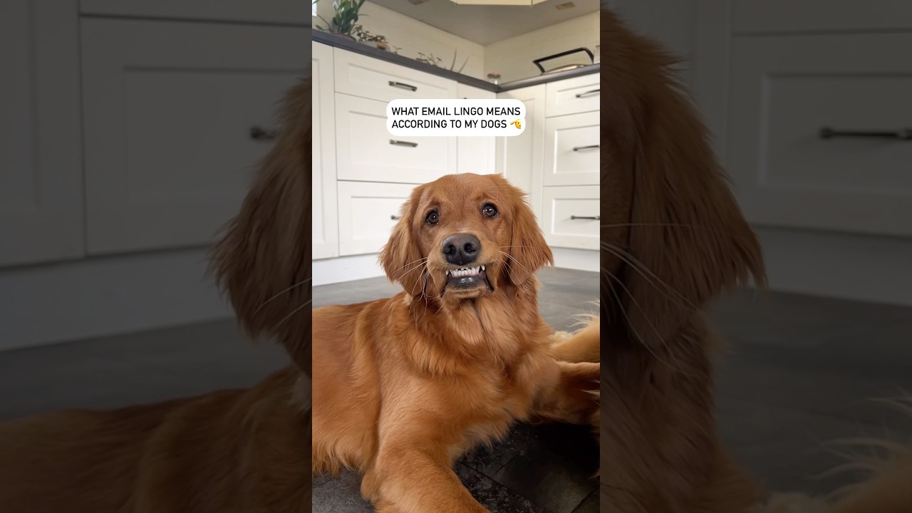 The only version of corporate speak I understand 🫡