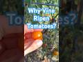 Vine Ripened is Sweeter #tomatoes #growtomatoes #growyourownfood