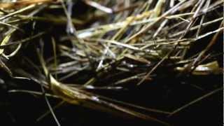 ///amnesia///germination