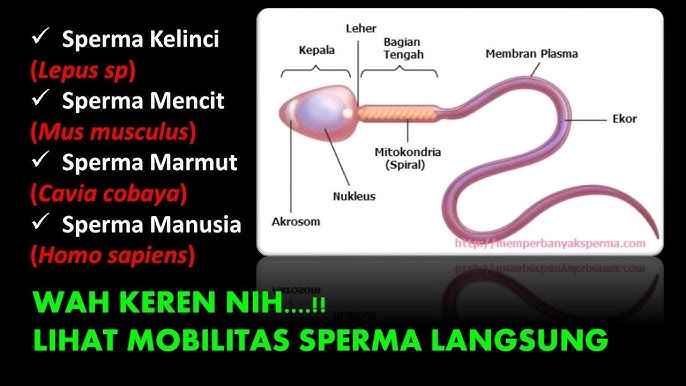 Jamoat transportida yapon jinsiy aloqa