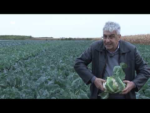 Video: Vsebnost Kalorij In Uporabne Lastnosti Brokolija