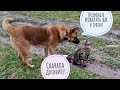 Пёс Кубик пытается играть в кошку Морошку, но не получается