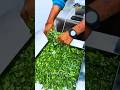 48 Tray Dehydrator Machine 🌿 Moringa Powder Business 💰 | Food Dryer Machine Price &amp; Setup India