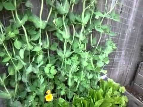 Solstice garden tour