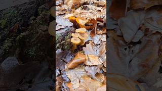 La Chanterelle