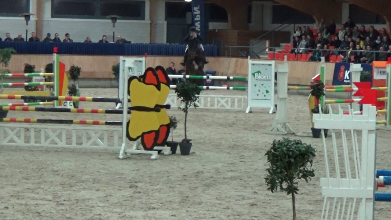 Great Blue (Plot Blue x Libero H) Stallion competition 2016 / 2017 with Caroline Mueller