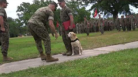 Service Dog Sandy Retires After Nine Years of Serv...