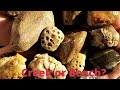 Creek or Beach Rockhounding. Which is better?