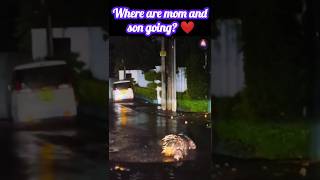 Finding Foods In The Rain   Mother And Son