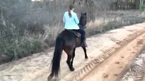 Chronicle reporter Ann Glavan quail hunting with L...