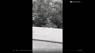 Frog jumps off a bridge but it’s normal