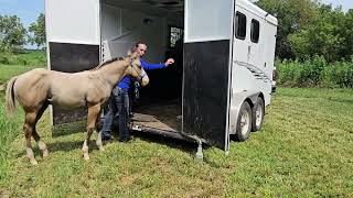 2026 AQHA/APHA Wicked Pretty colt - Trailer loading: For Sale 
