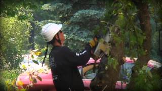 Tree Services Brookhaven PA - Ricks Tree Service