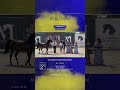 Stallions 7+ Years Old Class 11