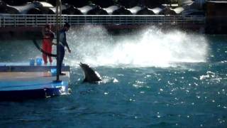 20101231 イルカ 02