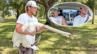 Blew My Engine Transporting My Swans