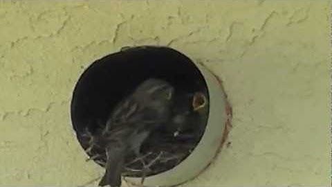 CATNIP VIDEO To ENTERTAIN YOUR CAT