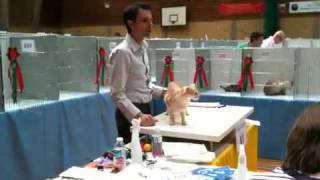 Pascal Remy's final. 2nd best allbreed Pippastro Magik Flute