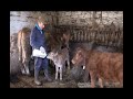 Ganaderos en su habitat |  La puente del valle | 11.3.2019