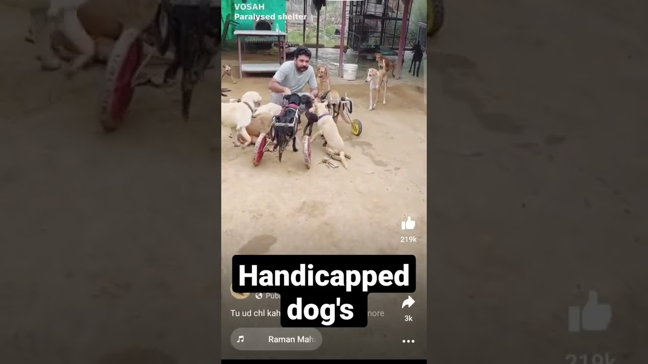 always help innocent animals