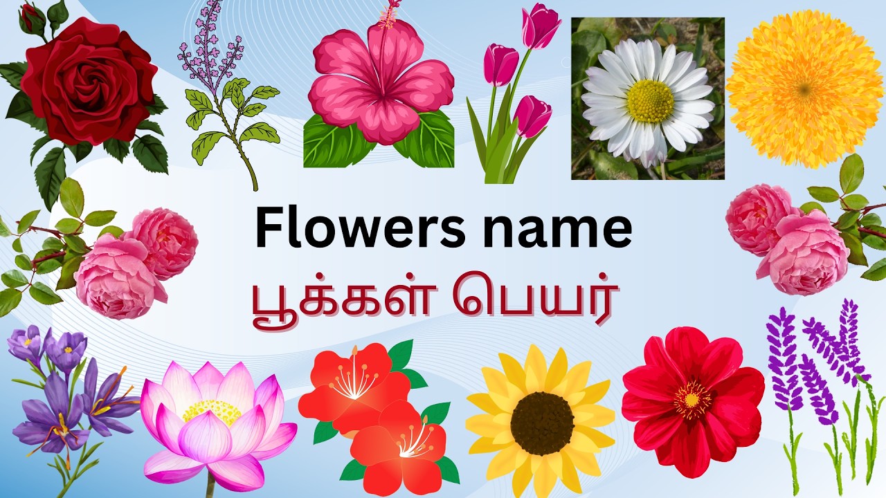 Названия цветов на тамильском и английском языках | Обучающее видео для детей 🌸 | Тамильский и ан...