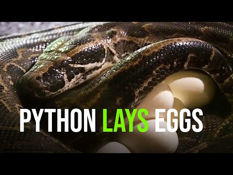 A Seba Python Snake Lays Eggs At BIOPARC Valencia