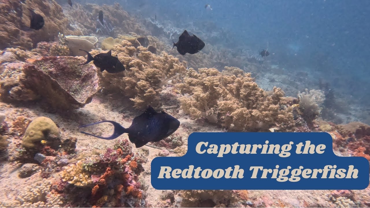 Redtooth See Why It's Called the Redtooth Triggerfish! - YouTube