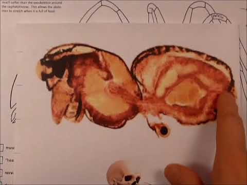 spider-anatomy-coloring-page