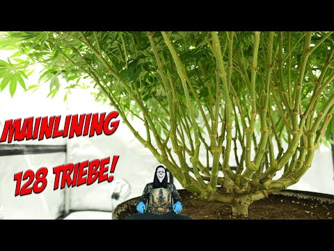 Mainlining Cannabis